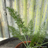 Fennel (11cm)