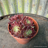 Houseleek arachnoides 'Rubin' (11cm)