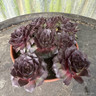 Houseleek - 'Mahogany' (11cm)