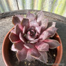 Houseleek - 'Atropurpurea' (11cm)