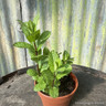 Mint, garden/spearmint (11cm)