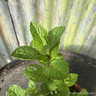 Mint, garden/spearmint (11cm)