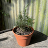 Rosemary 'Miss Jessop's Upright' (11cm)