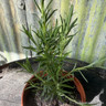 Rosemary 'Pink' (11cm)