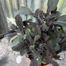 Sage Purple (11cm)