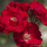 Paul's Scarlet - Climbing Rose