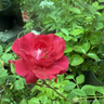 Paul's Scarlet - Climbing Rose