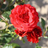 Paul's Scarlet - Climbing Rose