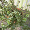 Thyme Broad-leaf (11cm)