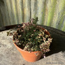 Thyme Foxley (11cm)