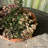 Thyme Foxley (11cm)