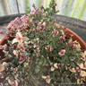 Thyme Foxley (11cm)
