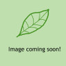 Thyme, prostrate green (Thymus x citriodorus 'Prostratus') 11cm pot