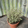 Thyme 'Silver Posie' (11cm)