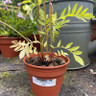 Valerian (Valeriana officinalis) 11cm pot
