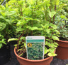 Mint - Garden Spearmint (14.5cm)