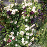 Phyliss Bide -Rambling Rose