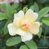Phyliss Bide -Rambling Rose