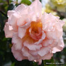 Phyliss Bide - Climbing Rose