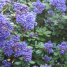 Ceanothus thyrsiflorus repens - 2L