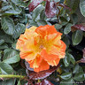 Oranges and Lemons - floribunda rose