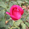 Piccadilly Climbing - Climbing Rose