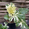 Acanthus spinosus 'Whitewater' - 2ltr pot