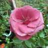 Pink Perpetue - Climbing Rose