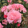 Queen Elizabeth - Climbing Rose