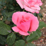 Queen Elizabeth - Climbing Rose