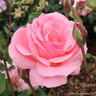 Queen Elizabeth - Climbing Rose
