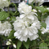 Philadelphus 'Snowbelle' 2L