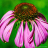Echinacea (11cm)