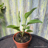 Echinacea (11cm)