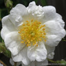 Rambling Rector - Rambling Rose