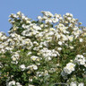 Rambling Rector - Rambling Rose