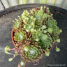 Houseleek 'spider-web' (11cm)