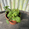Lemon Balm (11cm)
