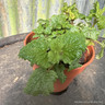Lemon Balm (11cm)