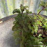 Mint Basil (11cm )