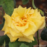 Royal Gold - Climbing Rose