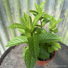 Mint Strawberry (11cm)