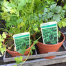 Parsley French (11cm)