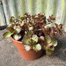 Sedum 'Dragon's Blood' (11cm)