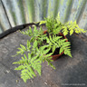 Sweet Cicely (11cm)