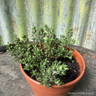 Thyme, Common culinary (11cm)