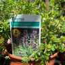 Thyme Lemon variegated (11cm)