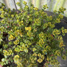 Thyme Lemon variegated (11cm)