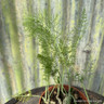 Fennel (14.5cm)