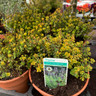 Marjoram, golden (Melissa officinalis 'All Gold') 14.5cm pot